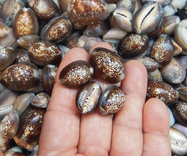 Cowry shells rolled in Ashta Chamma to determine move